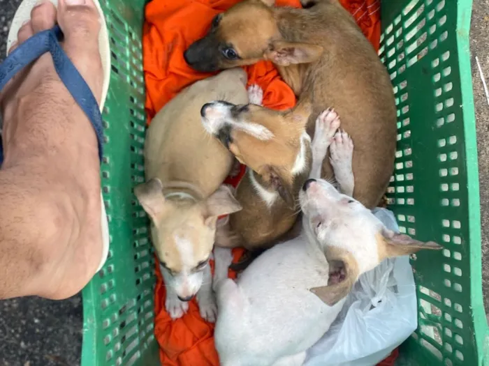 Cachorro raça SRD-ViraLata idade 2 a 6 meses nome cachorro 