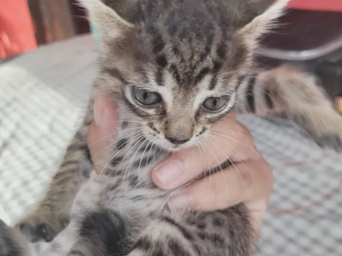 Gato raça SRD-ViraLata idade Abaixo de 2 meses nome Sem nome