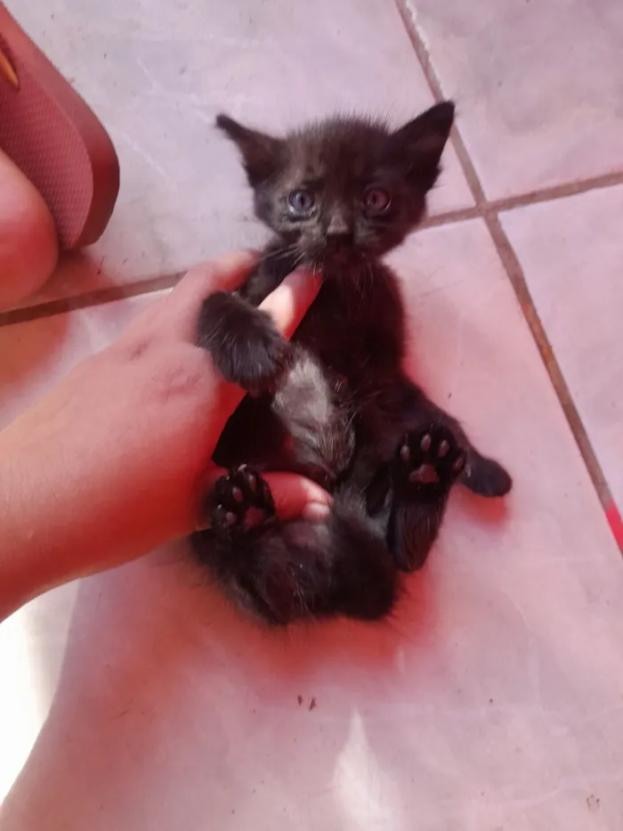 Gato raça SRD-ViraLata idade Abaixo de 2 meses nome Sem nome