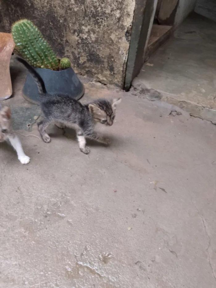 Francisca Rita Alves da silva