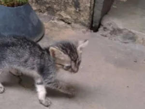 Gato raça SRD-ViraLata idade 1 ano nome Francisca Rita Alves da silva