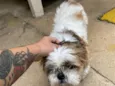 Cachorro raça Shitzu idade 2 a 6 meses nome Nao sei