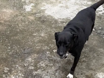 Cachorro raça SRD-ViraLata idade 6 ou mais anos nome Perseu 