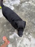 Cachorro raça SRD-ViraLata idade 6 ou mais anos nome Perseu 