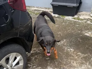 Cachorro raça Rottweiler idade 5 anos nome Luna
