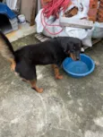 Cachorro raça Rottweiler idade 5 anos nome Luna