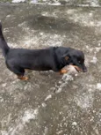 Cachorro raça Rottweiler idade 5 anos nome Luna