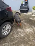 Cachorro raça Rottweiler idade 5 anos nome Luna