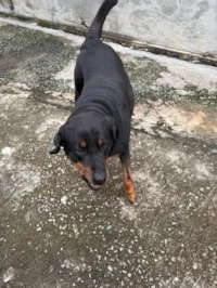 Cachorro raça Rottweiler idade 5 anos nome Luna