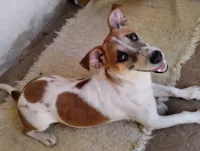 Cachorro raça SRD-ViraLata idade 1 ano nome Pitoco