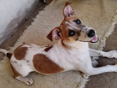 Cachorro raça SRD-ViraLata idade 1 ano nome Pitoco