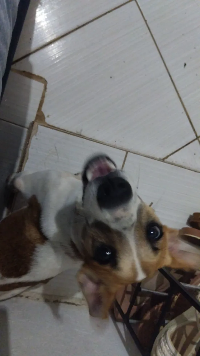 Cachorro raça SRD-ViraLata idade 1 ano nome Pitoco