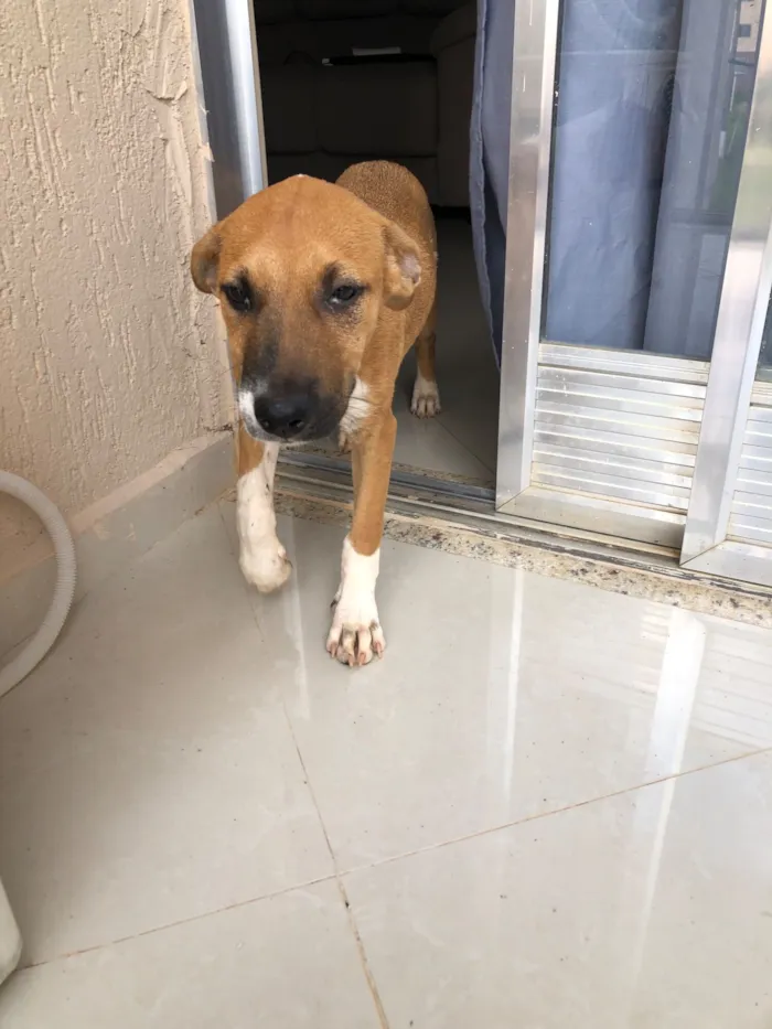 Cachorro raça SRD-ViraLata idade 1 ano nome manny