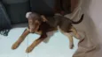 Cachorro raça Basset-Cofap idade 2 a 6 meses nome maia
