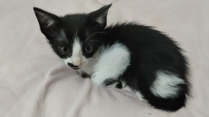 Gato raça SRD-ViraLata idade 2 a 6 meses nome Pingo