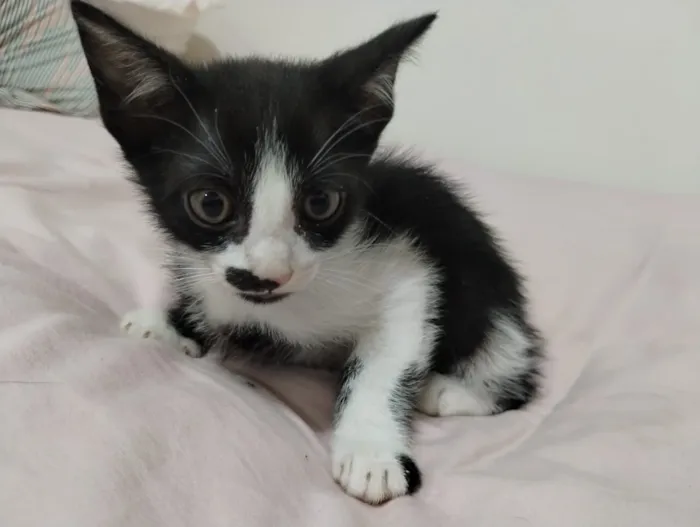 Gato raça SRD-ViraLata idade 2 a 6 meses nome Pingo 