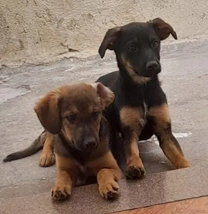 Cachorro raça SRD-ViraLata idade 2 a 6 meses nome Lucas Maxsuel
