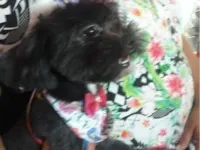 Cachorro raça Shitzu idade 3 anos nome VANESSA DA CONCEICAO