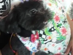 Cachorro raça Shitzu idade 3 anos nome VANESSA DA CONCEICAO