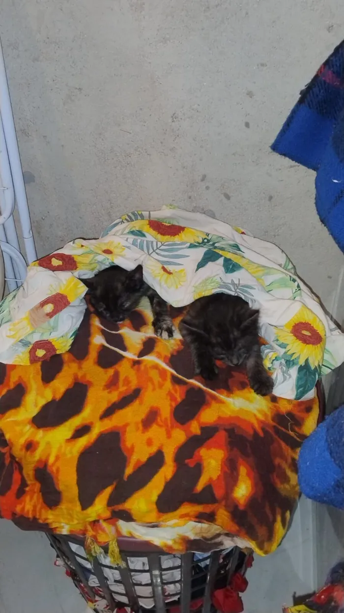 Gato raça SRD-ViraLata idade Abaixo de 2 meses nome Simba e Pandora 