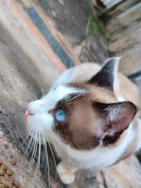 Gato raça SRD-ViraLata idade 1 ano nome Sem nome 