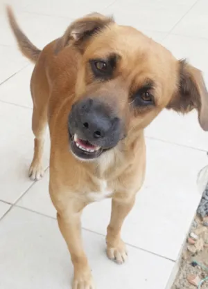 Cachorro raça SRD-ViraLata idade 1 ano nome Cãozinho em busca de um tutor responsável 