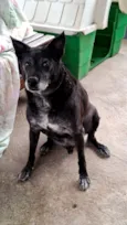 Cachorro raça SRD-ViraLata idade 6 ou mais anos nome Neguinho 