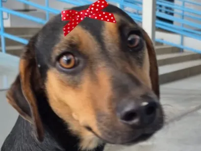 Cachorro raça Basset-Cofap idade 7 a 11 meses nome Bia 