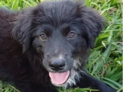 Cachorro raça SRD-ViraLata idade 2 a 6 meses nome Zulu 