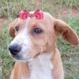 Cachorro raça SRD-ViraLata idade 2 a 6 meses nome Mabel 