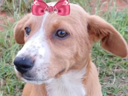 Cachorro raça SRD-ViraLata idade 2 a 6 meses nome Mabel 
