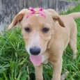 Cachorro raça SRD-ViraLata idade 2 a 6 meses nome Bebel 