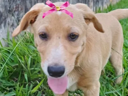 Cachorro raça SRD-ViraLata idade 2 a 6 meses nome Bebel 