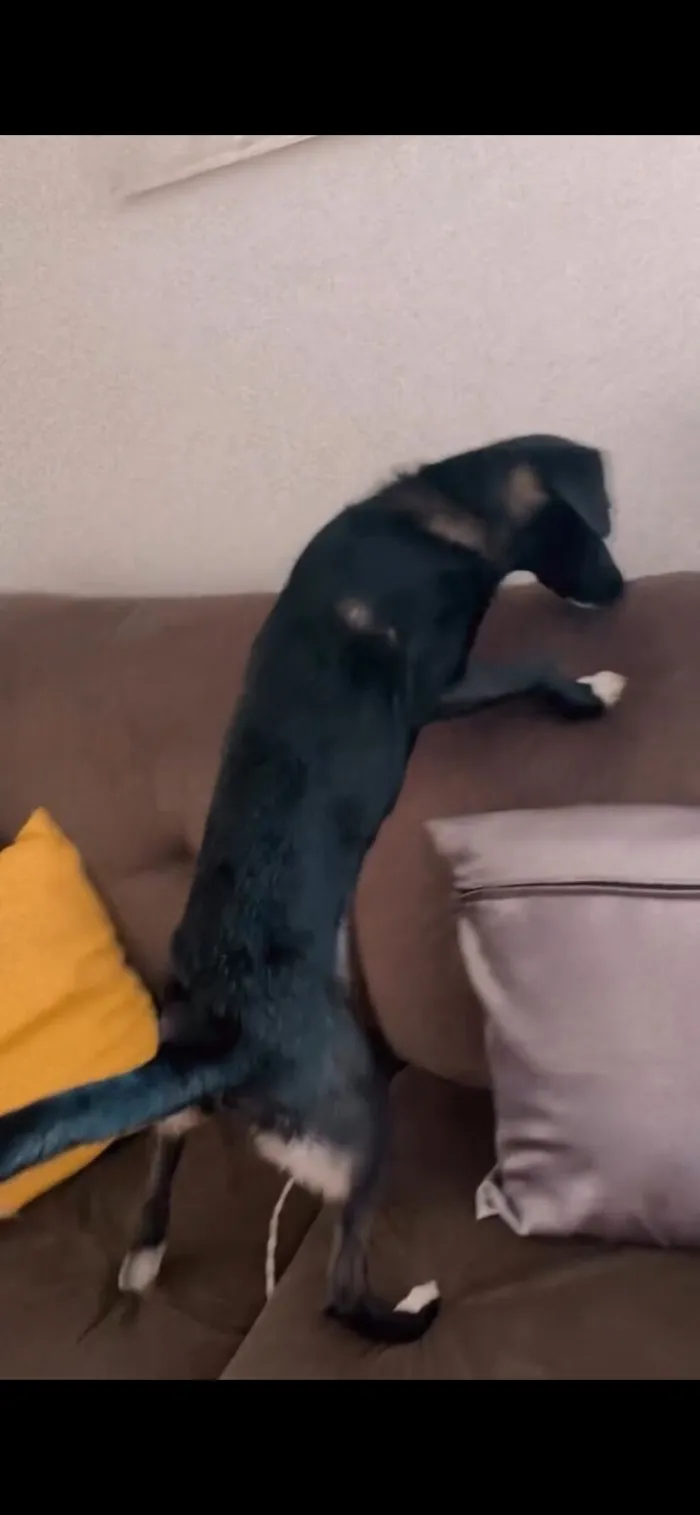 Cachorro raça SRD-ViraLata idade 2 a 6 meses nome Amora 