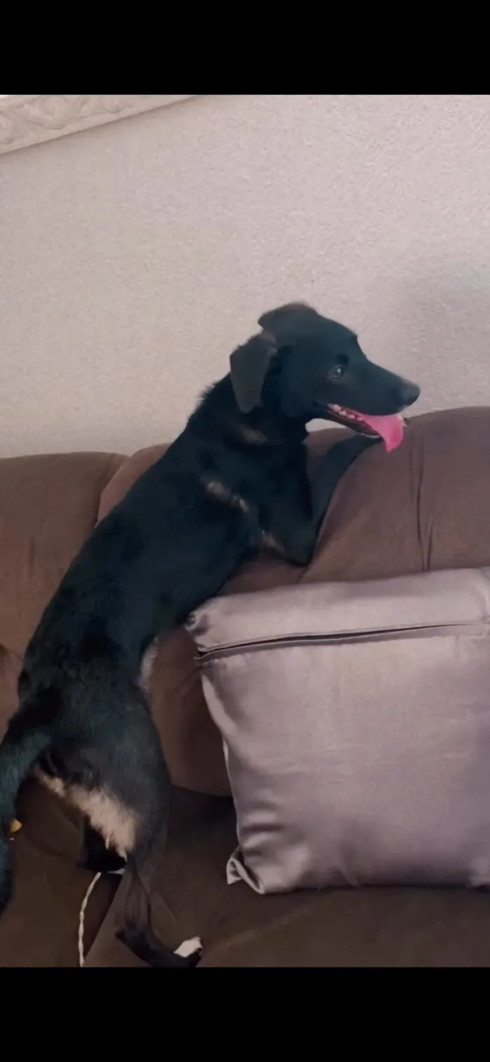 Cachorro raça SRD-ViraLata idade 2 a 6 meses nome Amora 