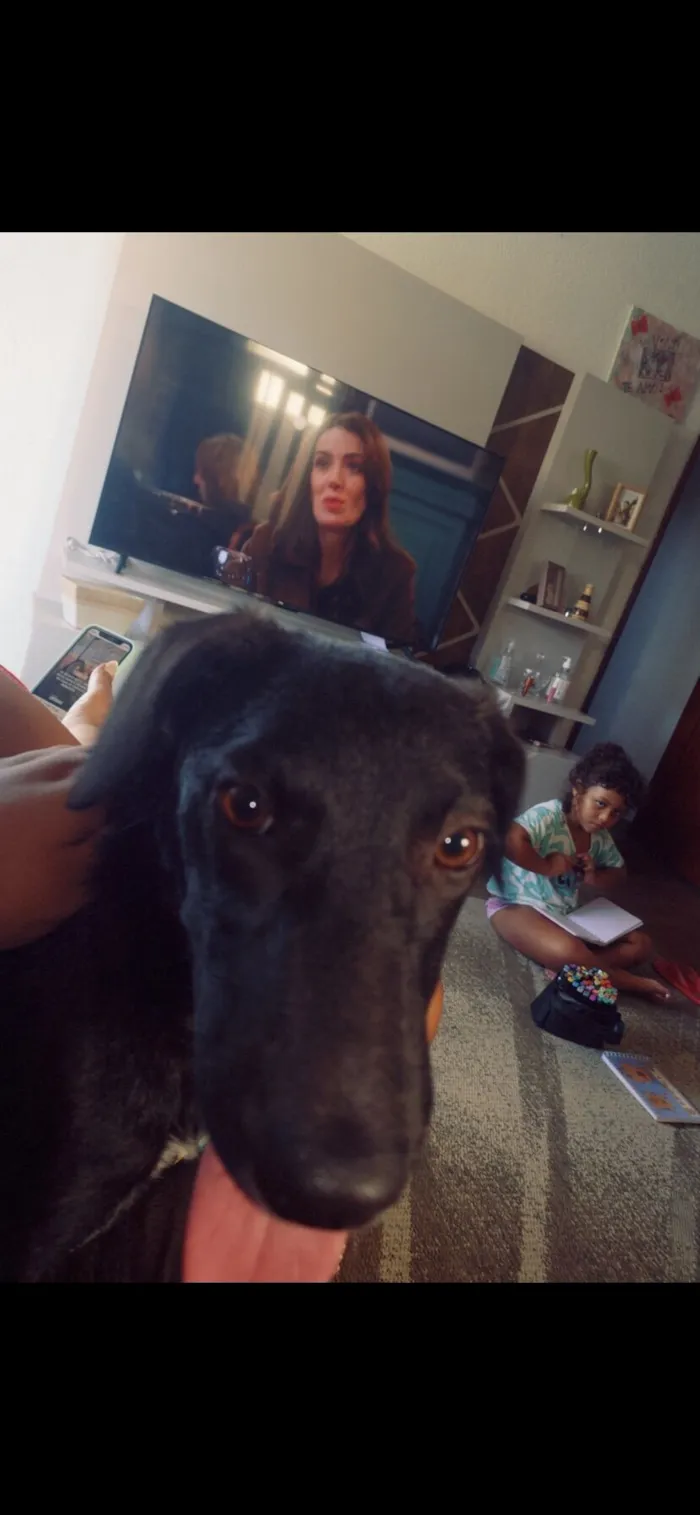 Cachorro raça SRD-ViraLata idade 2 a 6 meses nome Amora 