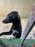 Cachorro raça SRD-ViraLata idade 2 a 6 meses nome Amora 