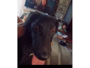 Cachorro raça SRD-ViraLata idade 2 a 6 meses nome Amora 