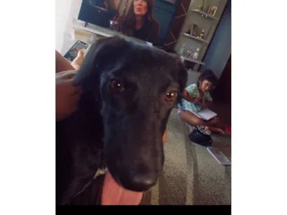 Cachorro raça SRD-ViraLata idade 2 a 6 meses nome Amora 