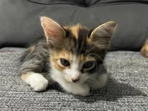 Gato raça SRD-ViraLata idade 2 a 6 meses nome Não tem 