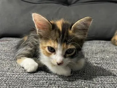 Gato raça SRD-ViraLata idade 2 a 6 meses nome Não tem 