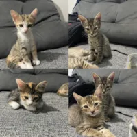 Gato raça SRD-ViraLata idade 2 a 6 meses nome Não tem 