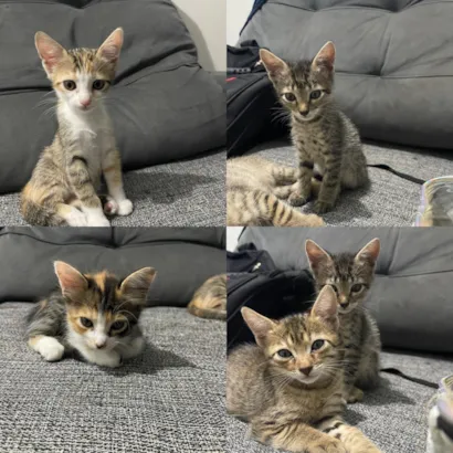 Gato raça SRD-ViraLata idade 2 a 6 meses nome Não tem 