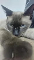 Gato raça Siamês idade 7 a 11 meses nome Romeu