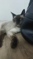 Gato raça Siamês idade 7 a 11 meses nome Romeu
