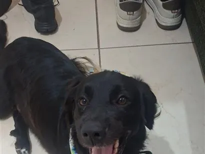 Cachorro raça SRD-ViraLata idade 2 a 6 meses nome Théo 