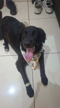 Cachorro raça SRD-ViraLata idade 2 a 6 meses nome Théo 