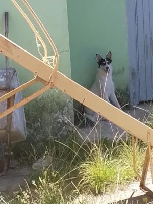 Cachorro raça Border collie  idade 7 a 11 meses nome Berry 