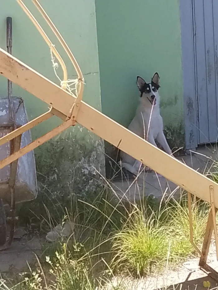 Cachorro raça Border collie  idade 7 a 11 meses nome Berry 