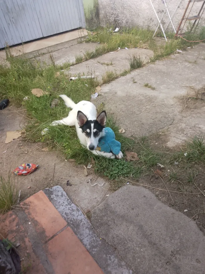 Cachorro raça Border collie  idade 7 a 11 meses nome Berry 